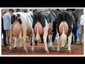 UK Dairy Day 2022.Holstein Grand Championship