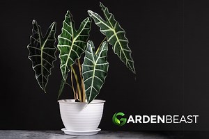 Amazon Elephant's Ear Guide: How to Grow & Care for "Alocasia x Amazonica"