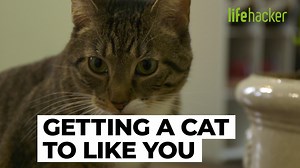 119K views · 119 reactions | Win the affection of any feline friend with these foolproof cat hacks. | Lifehacker | Facebook