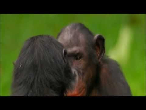 accoppiamenti tra animali