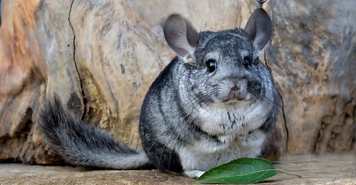 Chinchilla Lifespan: How Long Do Chinchillas Live?