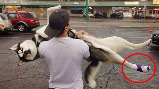 Dramatic dogs at the vet create the funniest reactions