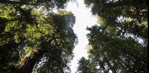 Redwood trees have two types of leaves, scientists find – a trait that could help them survive in a changing climate