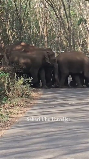 This is not Bandipur or Mudumalai, this is our Thrissur. Has anyone been able to count how many e...