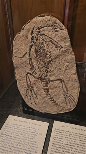Claudiosaurus Germani (Dinosaur cast) Redpath Museum Montreal Canada
