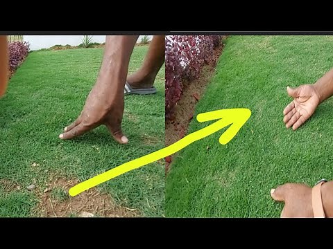How To Fix A Patchy Lawn In One Week || Zoysia Grass Care || Watch To The End