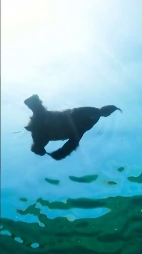 7 Most Interesting Animal Moments Caught On Camera