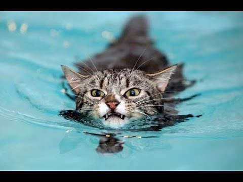 Cats Swimming 🤣 *COMPILATION* 2021