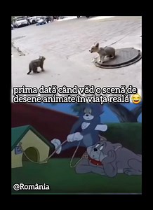 965K views · 16K reactions | Prima dată când văd o scenă de desene animate în viața reală  #desene #animate #viața #reală #animale #câine #pisică #amuzant #haios | România e frumoasă | Facebook
