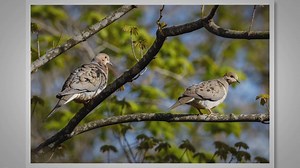 Budget-Friendly Binoculars: A Birdwatcher’s Best Friend