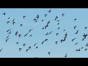 Flock Of Birds Flying In The Background Of The Sky | Stock Footage - Videohive