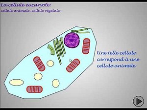 Comparaison entre la cellule animale et la cellule végétale