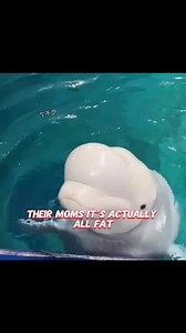 Why Beluga whales is friendly. Follow for more True World View #reelsviralシ #factsyoudidntknow #science #belugawhales | Scene Clip