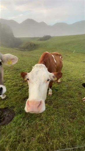 Moo’d activated #animals #cute #explore #funny #viral