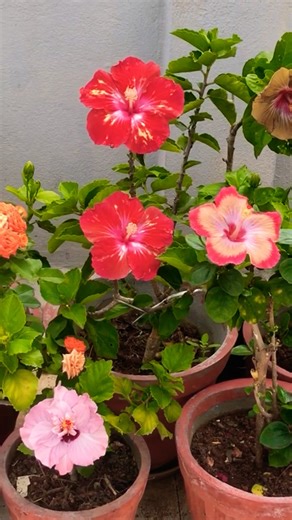 😍 Beautiful Hybrid Hibiscus Flowers 🌺 | Home Gardening | #flowers #hybridhibiscus #homegardening