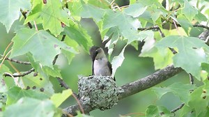 3.5K views · 140 reactions | Ruby-throated Hummingbird mom feeding her babies in New Jersey (2020) - Video shot with my Nikon D500 and Sigma 150-600mm (C) lens on a Benro Tripod | Scott Michael Miller Photography | Facebook