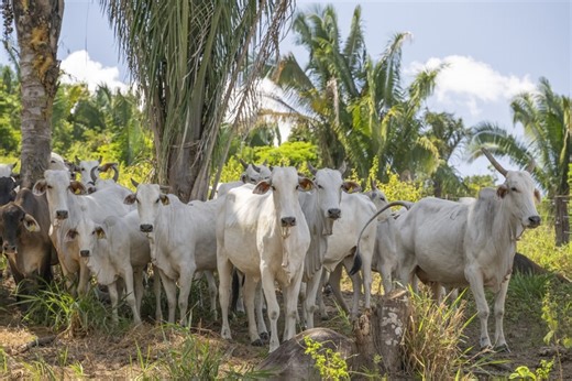 How Europe can help close the global nature financing gap