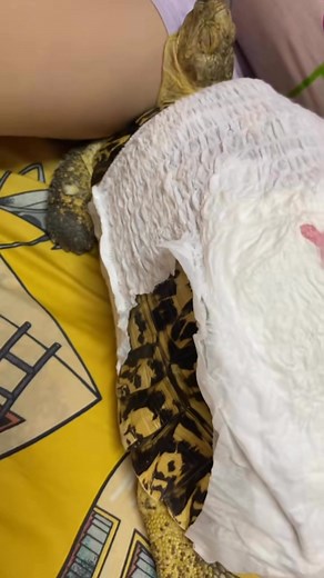 3.7K views · 42 reactions | Mei Zhen on Reels | Facebook