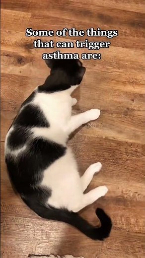 Feline Asthma Triggers Explained! #asthma #felineasthma #hairball