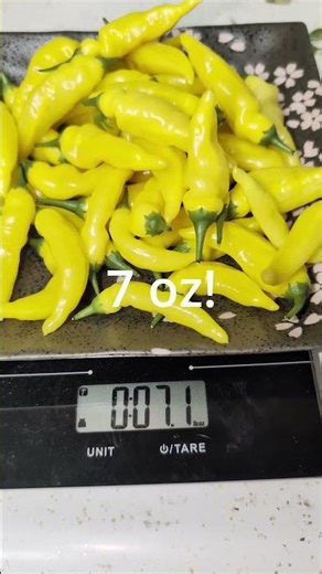 Making Fermented LEMON Drop Hot Sauce! 🍋🌶️ #shorts