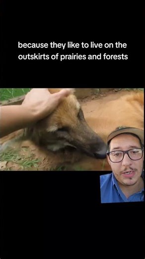 A fox wolf hybrid???