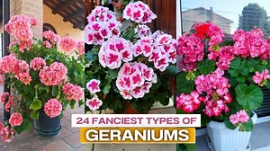 How to choose geranium varieties for maximum garden impact