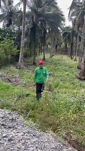 SODIUM CHLORIDE (SALT/ASIN) fertilizer ng Niyog… #coconut #fertilizer #salt #farminglife | Rogelio Sarenas De Vera