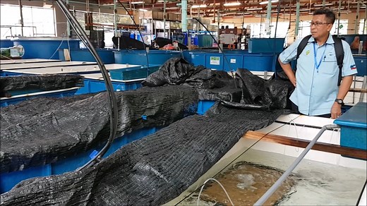 Check out this video, on a broodstock tank for mud crab Institute of Tropical Aquaculture - Akuatrop UMT. Thanks again for UMT for helping us to understand the nature of mud crab breeding :) | RAS Aquaculture