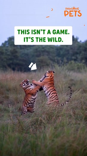 Clash of the titans — in stripes and slow motion 🐅⚡#Tigers #WildAnimals | Pawsome Pets