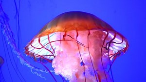 4K Very Large Jellyfish Orange Body Blue Water Background Slow Motion