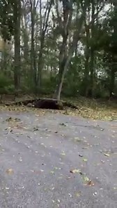 23K views · 309 reactions | Wow, Emily S. captured this tree falling in Madison today! Send us your storm pics/videos by downloading the Ch. 3 app | WFSB - Channel 3 Eyewitness News | Facebook