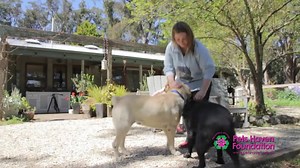 We promised full details about how we will help the dogs at Pet's Haven Animal Shelter. And we are so excited to reveal PLAY FETCH! Here's a short video on everything you need to know about EUKANUBA PLAY FETCH. Share it with your friends too! | Eukanuba Australia