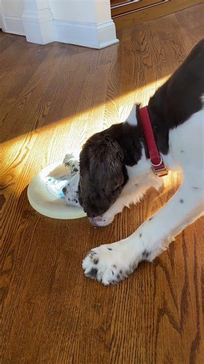 Did it ✌️【多多快乐 快乐多多】#puppy #cuteanimal #dog #史宾格犬 #cutedog #babyanimal #cute #萌宠 #springerspaniel