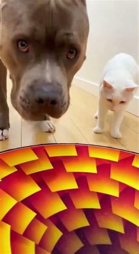 DO NOT TRY THIS! 😂 #petsunited #funnyanimal #pets #funnydog