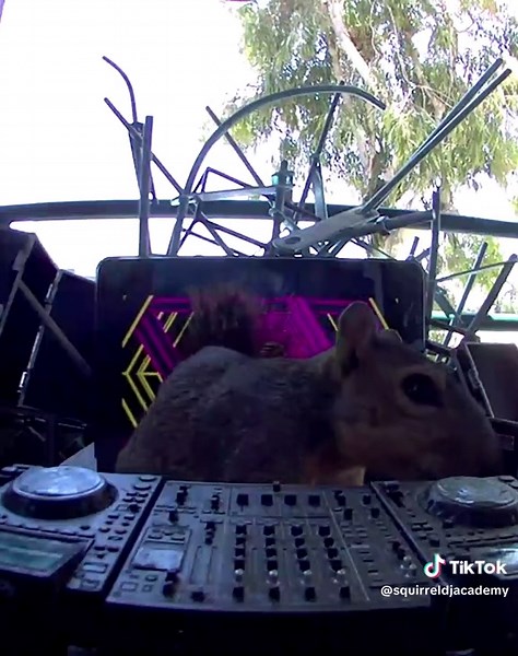 Squirrel DJ Academy on TikTok