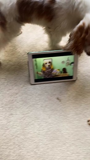 Basil's Cute Reaction to Buttercup on Video