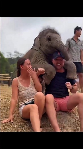 Why Baby Elephants Trust Humans So Much 🐘❤️