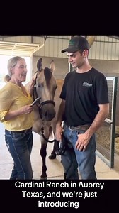 3.6K views · 18 reactions | Turning reining horses out wearing...