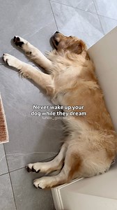 You know you shouldn’t wake a dog while they’re dreaming? 😴 Here’s why 1. Waking a dog mid-dream can startle them and may trigger an instinctive, defensive response. 2. Interrupting their sleep can disrupt their natural rest cycle and overall wellbeing. 3. Being suddenly awakened can leave them confused, unsettled, or anxious. 4. Dreaming helps dogs process the day’s events, emotions, and experiences. 5. Deep, quality sleep is essential for brain development, learning, and memory Does your dog 
