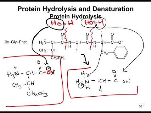 Chapter 16.7 - Protein Hydrolysis and Denaturation