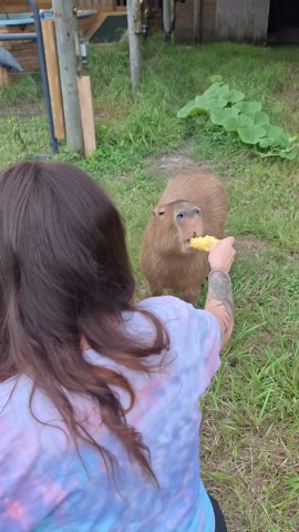 What makes capybaras so unique: fun wildlife facts