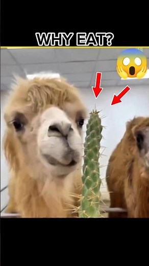 What Happens When a Camel Eats a Cactus? || Camel’s Mouth Is Stronger Than You Think #camels #facts