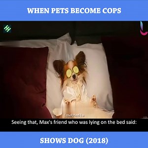666K views · 10K reactions | WHEN PETS BECOME C.O.P.S | Haka Productions | Facebook