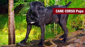 ~☀️Dernier BB Dispo : Réservez ASAP !☀️~ ————————————————— 🔻 BB CANE CORSO : 💯%Pure Breed GROS Gabarit 3 Mois - Femelle Fauve - TOP LIGNÉE🔺 👉🏼👉🏼INBOX or Call ONLY for INFO : Won’t reply to COMMENTS👈🏼👈🏼 ————————————————— 🔺NEW ZoOMania Grand Bay — 9h to 19h -59416971/2636669 🔺 | Zoomania Mauritius