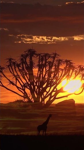 ETHNO AFRO HOUSE MIX 2024 | TRIBAL SUNSET VIBES #afrohouse #housemusic