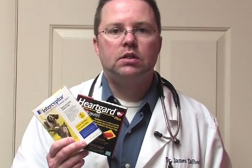 21 Compelling Heartworm Statistics - HRF