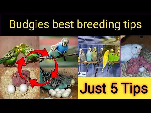 Budgies best breeding tips | budgies parrots se breeding kaise leyn | australian parrots breeding
