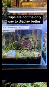 No betta cups at East Bay Vivarium (Berkeley, CA)