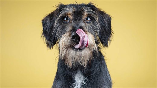 New study says 1 in 3 dog owners who smoke admit it's made their pets ill