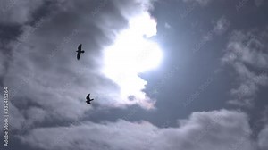 Pair of ravens flying under the sun and clouds slow motion.mov